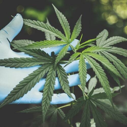 John Lipford, Affiliate Professor, speaks on our new cannabis program offerings in HTM with WOOD-TV